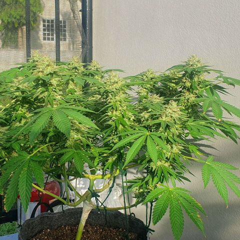 Chile Verde growlog timeline photo