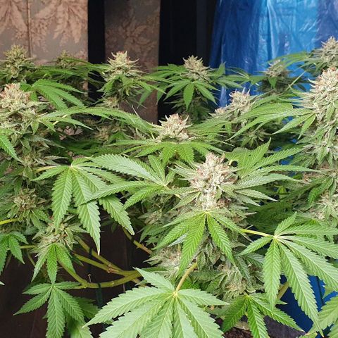 Chile Verde growlog timeline photo
