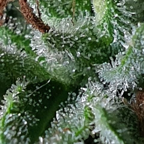 Chile Verde growlog timeline photo