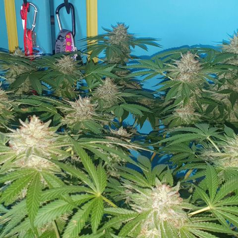 Chile Verde growlog timeline photo