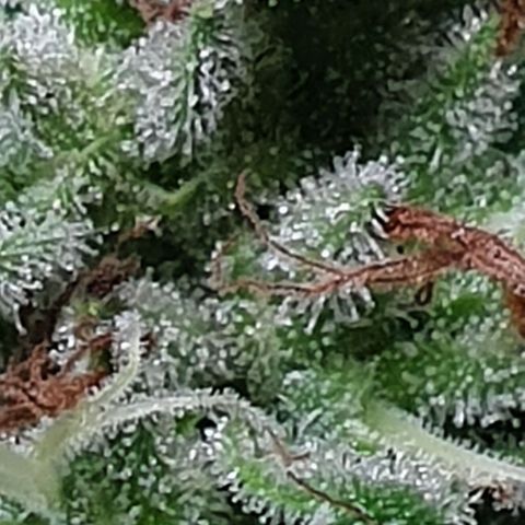 Chile Verde growlog timeline photo