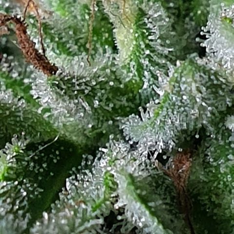 Chile Verde growlog timeline photo