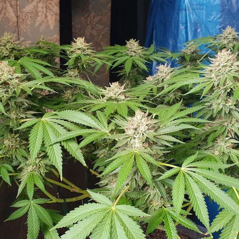 Chile Verde growlog timeline photo