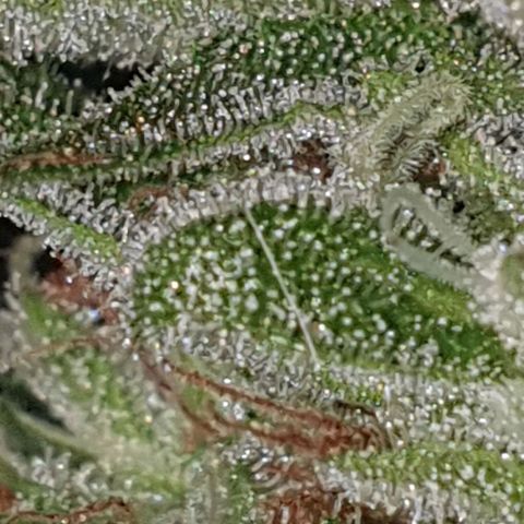 Chile Verde growlog timeline photo
