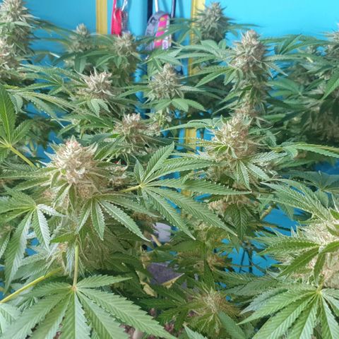 Chile Verde growlog timeline photo