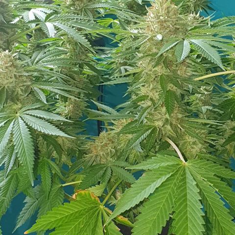 Chile Verde growlog timeline photo