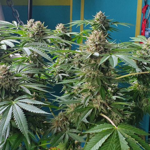 Chile Verde growlog timeline photo