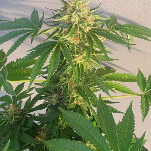 Chile Verde growlog timeline photo