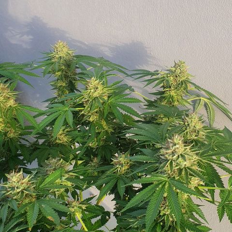 Chile Verde growlog timeline photo
