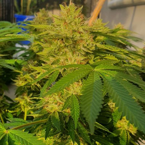 Chile Verde growlog timeline photo