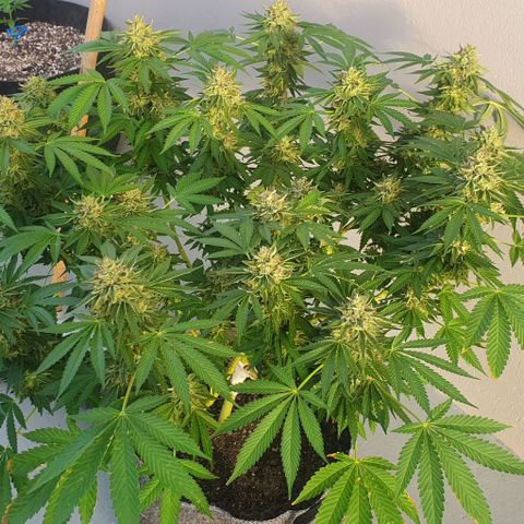 Chile Verde growlog timeline photo