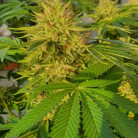 Chile Verde growlog timeline photo