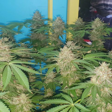 Chile Verde growlog timeline photo