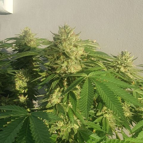Chile Verde growlog timeline photo