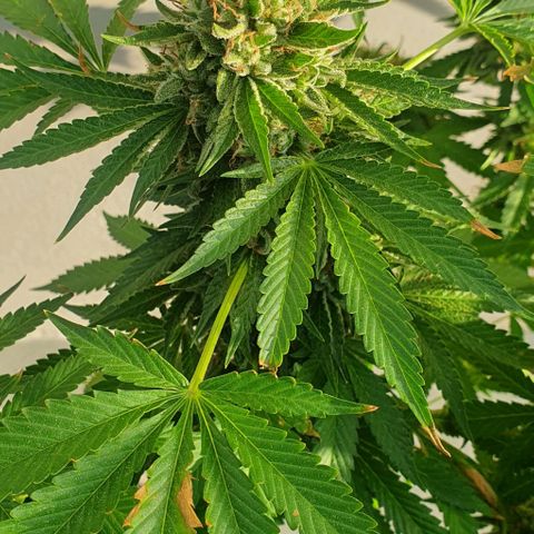 Chile Verde growlog timeline photo