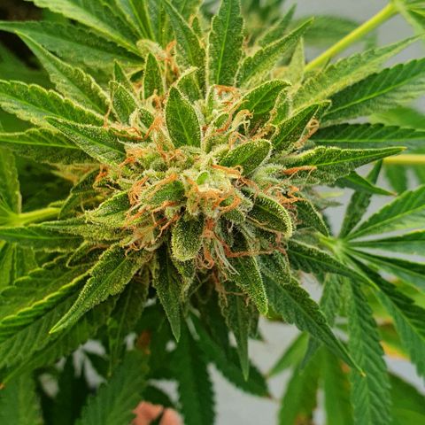 Chile Verde growlog timeline photo