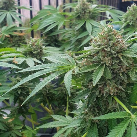 Chile Verde growlog photo: STARTING DARKNESS
