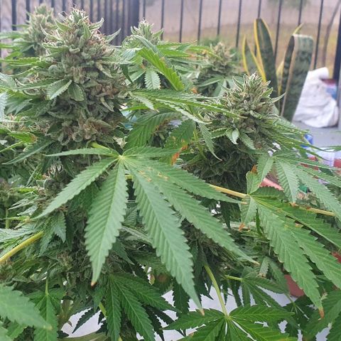 Chile Verde growlog photo: STARTING DARKNESS