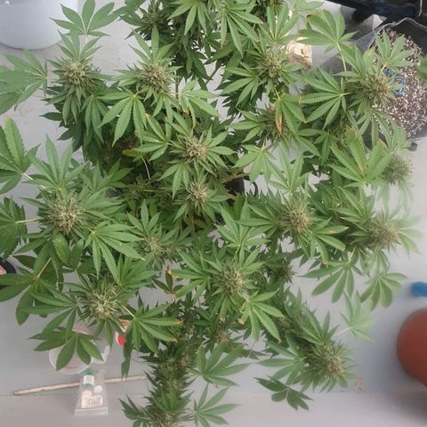 Chile Verde growlog photo: STARTING DARKNESS