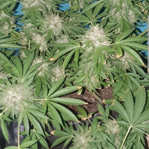 Chile Verde growlog photo: 24 Hours Darkness