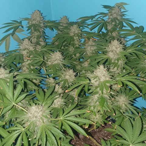 Chile Verde growlog photo: 24 Hours Darkness
