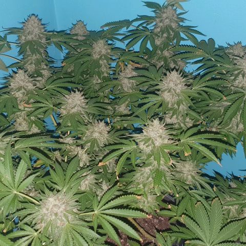 Chile Verde growlog photo: 24 Hours Darkness