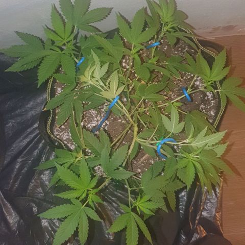 Chile Verde OG growlog timeline photo