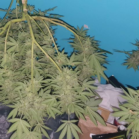 Chile Verde growlog photo: CHOP
