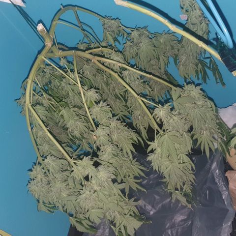 Chile Verde growlog photo: Day 2 Drying