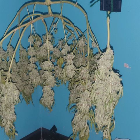 Chile Verde growlog photo: Day 3 drying