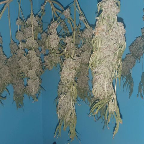 Chile Verde growlog photo: Day 4 Drying