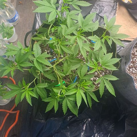Chile Verde OG growlog timeline photo