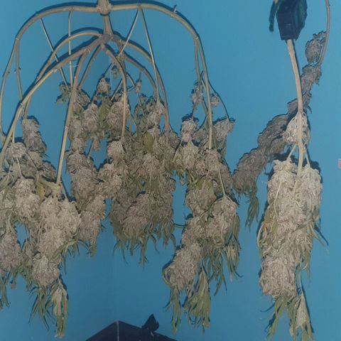 Chile Verde growlog photo: Day 6 Drying