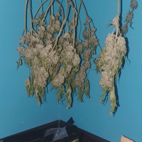 Chile Verde growlog photo: Day 8 drying