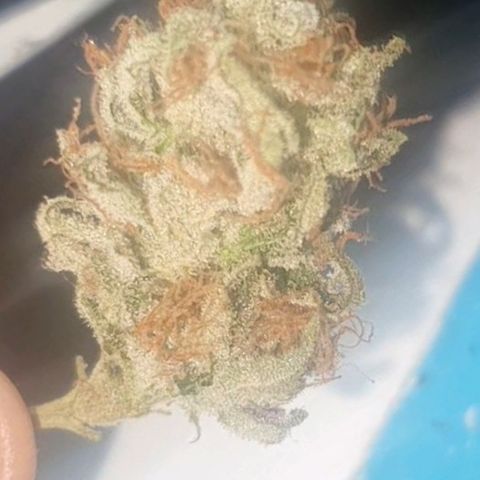 Chile Verde growlog photo: Day 8 Drying.. Small bud