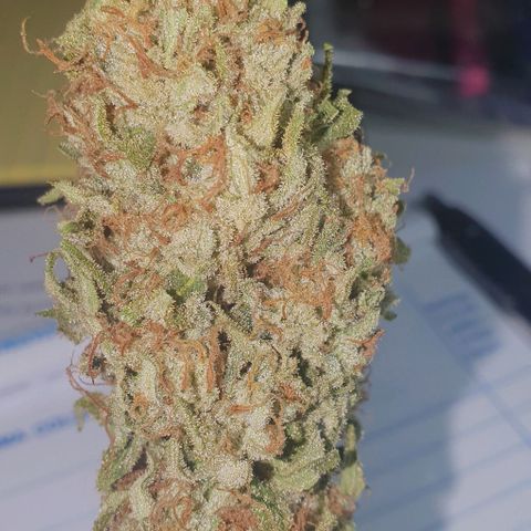 Chile Verde growlog timeline photo