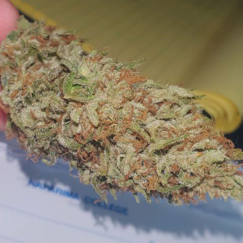 Chile Verde growlog timeline photo