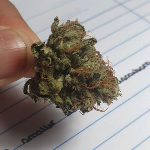 Chile Verde growlog timeline photo