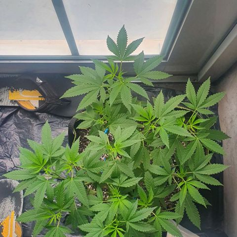 Chile Verde OG growlog timeline photo
