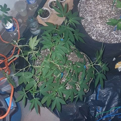 Chile Verde OG growlog timeline photo