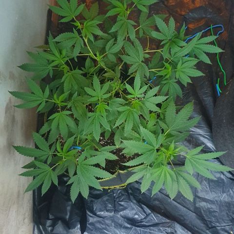 Chile Verde OG growlog timeline photo