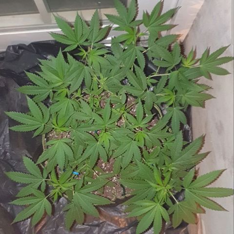 Chile Verde OG growlog timeline photo