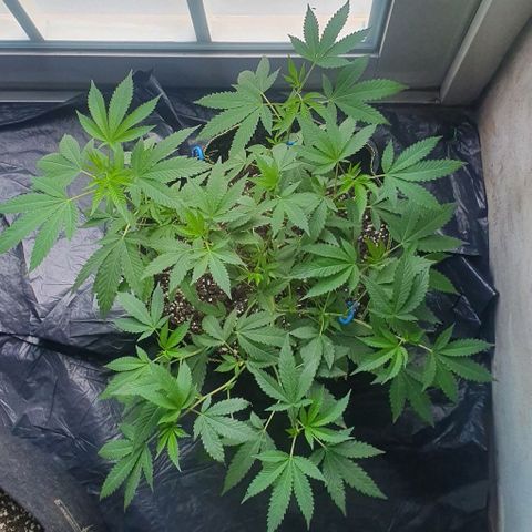Chile Verde OG growlog timeline photo