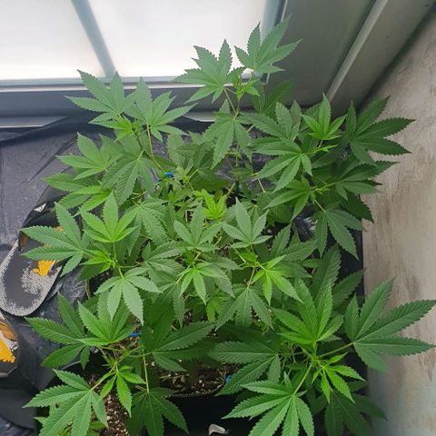 Chile Verde OG growlog timeline photo