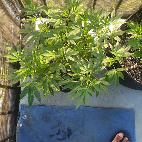 Chile Verde OG growlog timeline photo