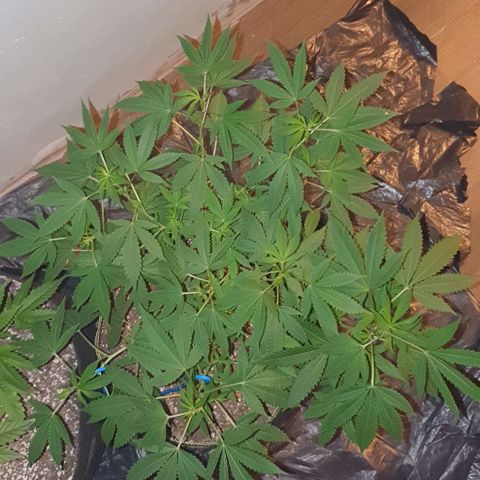 Chile Verde OG growlog timeline photo