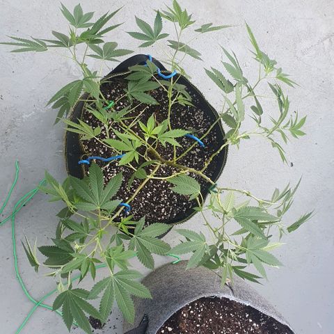 Chile Verde OG growlog timeline photo