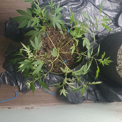 Chile Verde OG growlog timeline photo