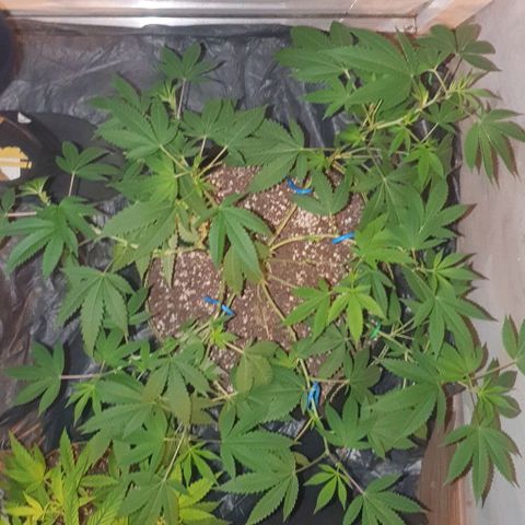 Chile Verde OG growlog timeline photo