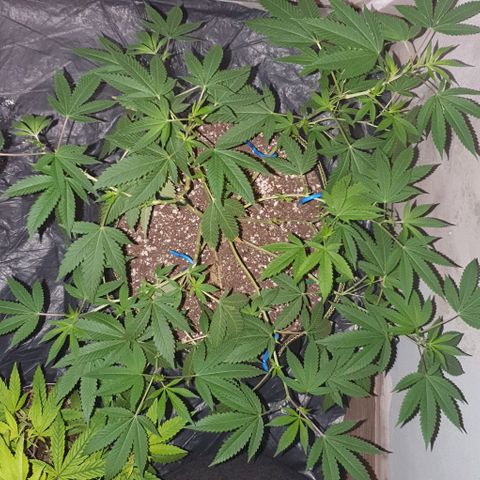 Chile Verde OG growlog timeline photo